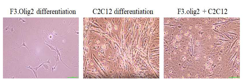 F3.Olig2와 C2C12의 공배양 현미경확인