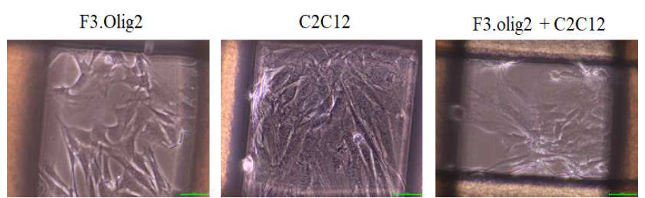 F3.Olig2와 C2C12의 ABS 3D구조체에서의 공배양
