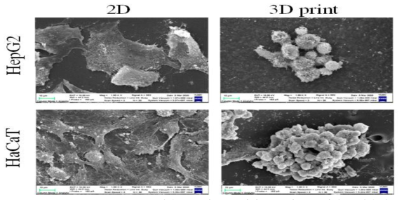 3D printing한 ABS 3D구조체에서의 HepG2(Liver cell)와 HaCaT(Skin cell)세포에서의 세포 모양 확인을 위한 SEM 이미지