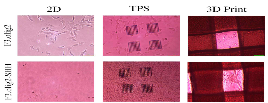TPS와 3D 프린터를 이용한 3D 구조체에서의 F3.olig2와 F3.olig2-shh의 현미경사진