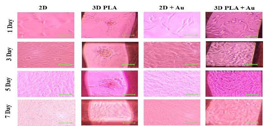 PLA 생체 모사칩의 Au 코팅을 통한 개질화 및 F3.Olig2 cell 배양