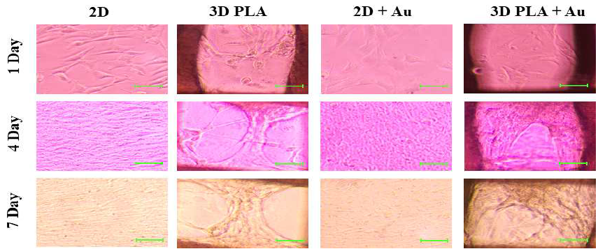 PLA 생체 모사칩에 F3.Olig2 cell 의 Motor neuron으로의 분화