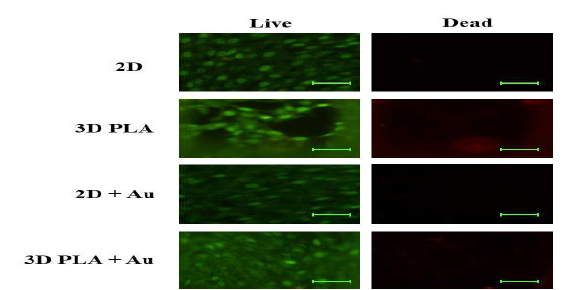 PLA 생체모사칩에 배양한 F3.Olig2 cell의 live and dead staining 결과