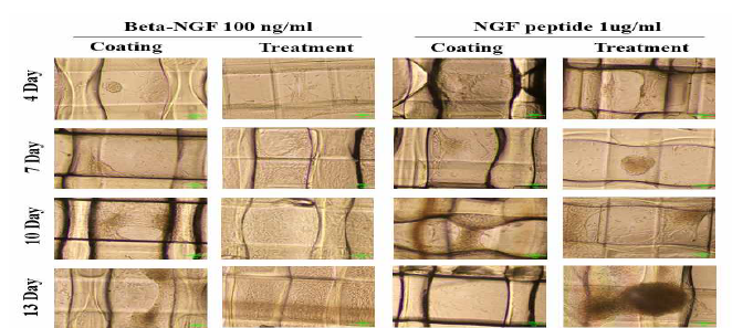 Beta-NGF protein과 NGF pepetide로 코팅한 생체모사칩