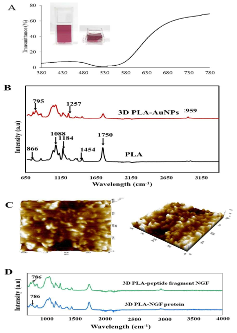 금나노코팅한 3D PLA의 UV-Vis (A), FT-IR (B), AFM(C), NGF 펩타이드와 프로테인을 코팅한 3D PLA의 FT-IR