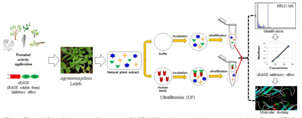 The workflow of the strategy for screening RAGE inhibitors from natural plant extract using ultrafiltration-HPLC experiment