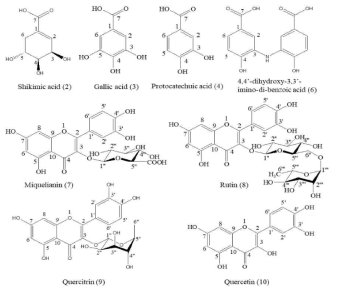Structures of the compounds separated from the 70% methanol extract of M. volcanica