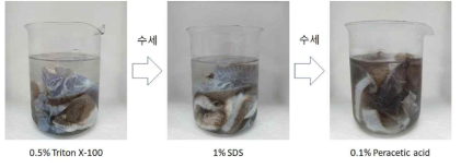 넙치피부 탈세포화 세포외기질 소재 확보 과정