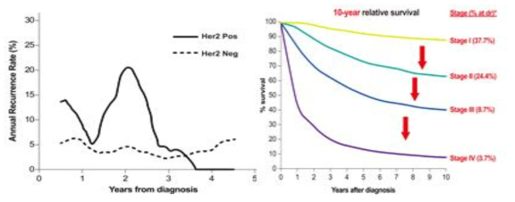 HER2 양성 유방암 환자의 치료 후 재발 기간과 병기별 생존율