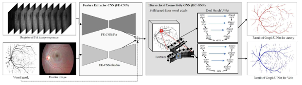 본 연구자가 제안한 CNN구조와 Graph Neural Network (GNN) 구조를 동시에 사용하는 Joint Deep Learning 방법의 제안도. 망막안저사진, 망막혈관분할영상, 그리고 형광안저혈관조영술을 입력으로 받아 CNN구조에서 feature를 추출하며 이를 U-NET 구조를 차용한 Hierarchical Connectivity를 갖는 GNN 구조에 입력하여 동정맥을 분류함