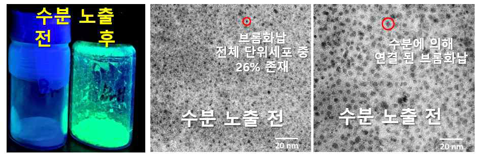 사면체 브롬화납 도입량이 증가한 PbBr2@Cs,Na-FAU (Si/Al = 1.69)의 수분에 의한 발광 특성 변화