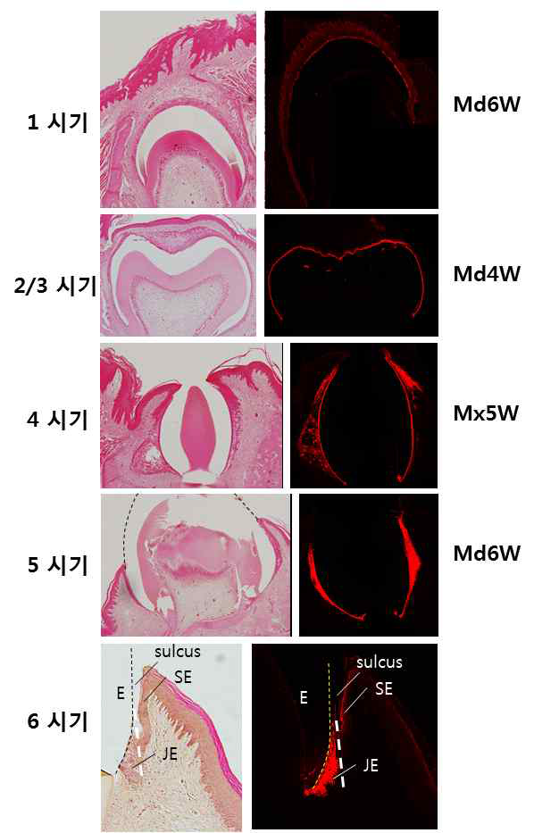 치아 맹출시기에 따른 접합상피의 발달. 좌측 사진은 H-E 염색사진이고 추측 사진은 같은 시기의 ODAM 발현에 대한 면역조직화학 사진이다