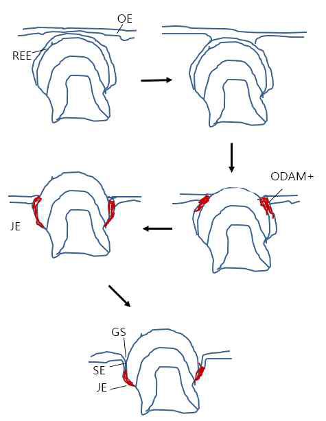 REE로 부터 접합상피(JE), 열구상피(SE), 치은열구(GS)가 발달하는 과정에 대한 모식도