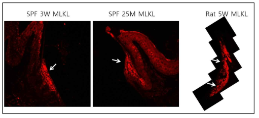 접합상피의 강한 MLKL 발현. Rat 5W: 발생중인 치배