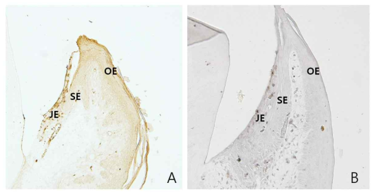 접합상피내 ICAM-1의 발현. A: rat, B: mouse