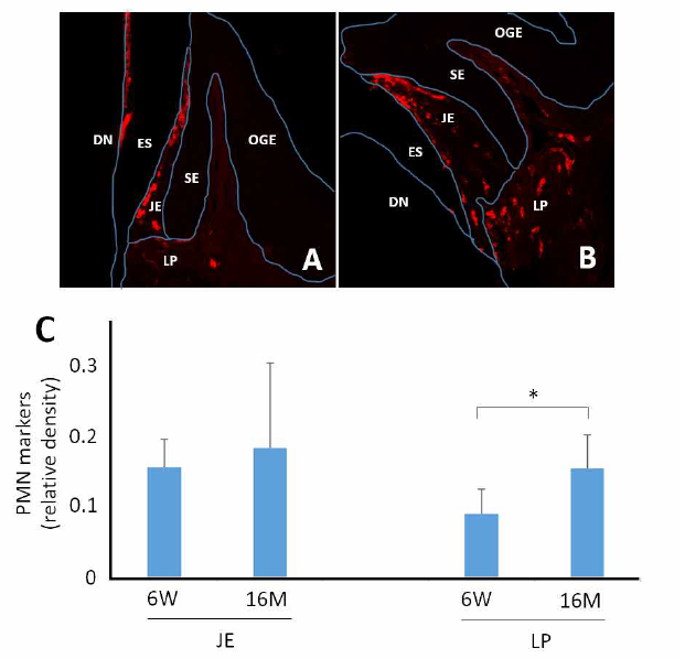 6주 령 생쥐와 16개월 령 생쥐에서 PMN의 분포강도를 면역조직화학법(A, B)으로 비교한 결과 (C). 항체: PMN marker. t-test (for equal variance) 혹은 Welch test (for unequal variance), n=6마리(6w), 5마리(16M). *p<0.05. JE: 접합상피, LP:접합상피 직하 lamina propria