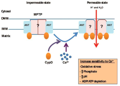 cyclophilin D가 mitochondria에서 MPTP를 열어 세포사를 유발하는 과정의 모식도. cyclophilin D와 더불어 mitochondria 내부의 clacium 농도의 증가도 MPTP에 의한 세포사를 유발할 수 있는데, calcium에 대한 민감성을 높이는 것으로는 저산소상태, 인산농도의 증가, pH의 증가, ATP의 결핍등이 있다. (Lebedev et al. 2016)