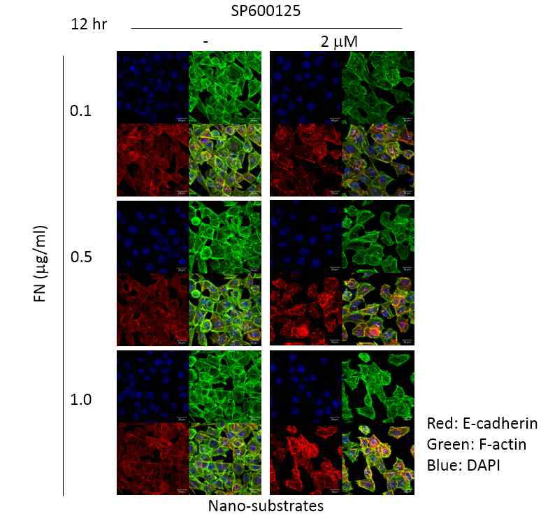 나노섬유 기질위에서 치은 상피세포의 E-cadherin 및 F-actin 결합의 발달에 미치는 fibronectin의 도포양 및 JNK 억제 효과. 12 hr