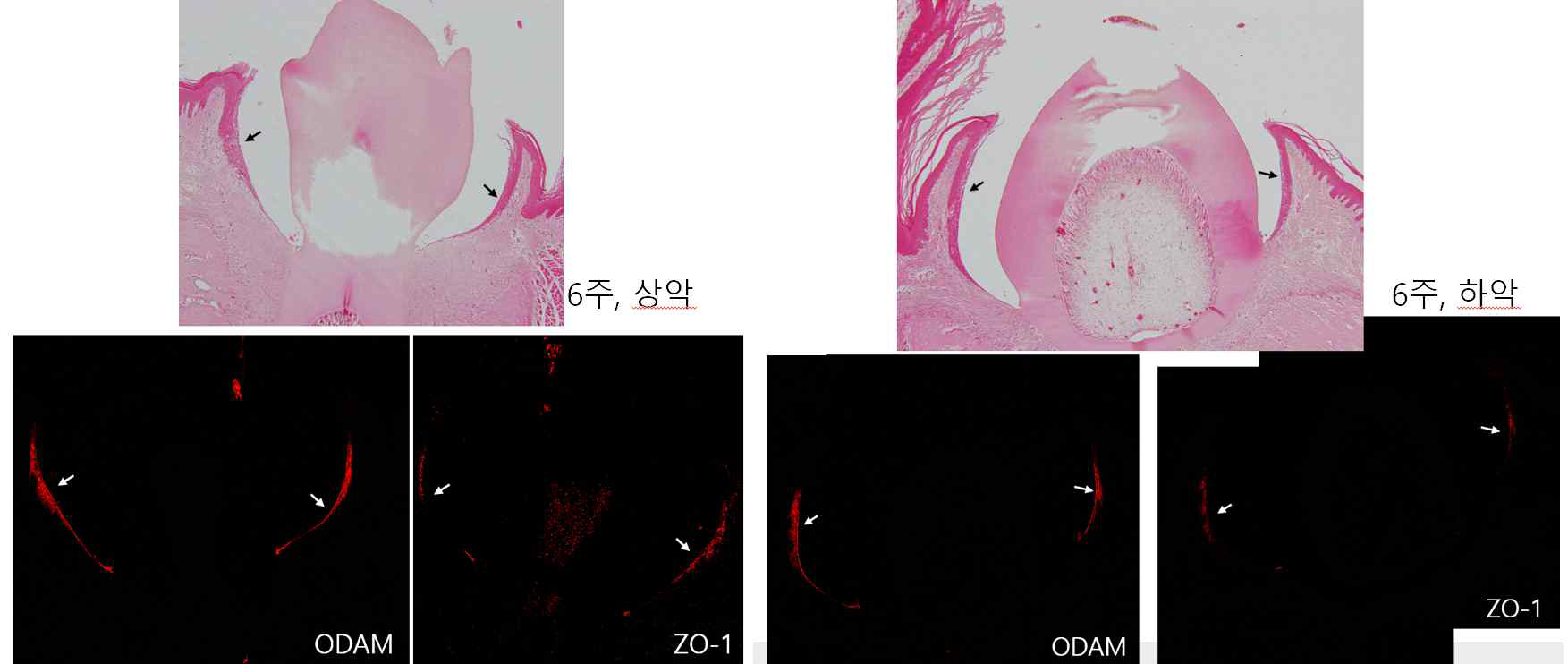 발생중인 접합상피에서 ODAM과 ZO-1의 발현양상이 일치하는 것을 보여주는 면역조직화학 결과. mouse