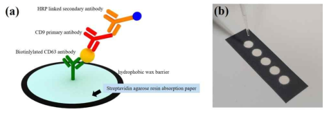 종이기반의 ELISA의 모식도 및 이미지