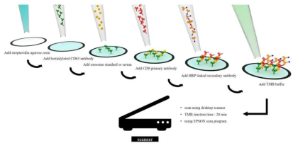 종이기반의 ELISA을 제작하는 공정 및 에세이를 위한 순서와 방법 모식도