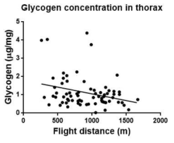 비행거리에 따른 비행후 일벌 가슴 속 glycogen 농도