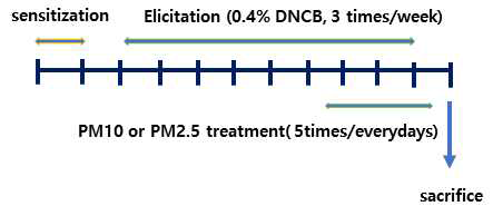 아토피 피부염 유발 : BALB/c 마우스의 등과 배쪽을 제모한 후 1주동안 1% DNCB를 배쪽에 도포하여 감작시킨 후, 첫번째 감작 후 1주 후 부터 0.4% DNCB를 3주간 도포하여 아토피를 유도하면서 2주동안 미세먼지 PM 10을 2주간 6회 도포하여 제모 후 28일째 조직을 채취하였음