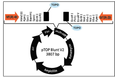 pTOP-blunt vector map