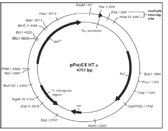 발현 벡터 pProEx vector map