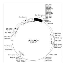 발현 벡터 pET28a vector map