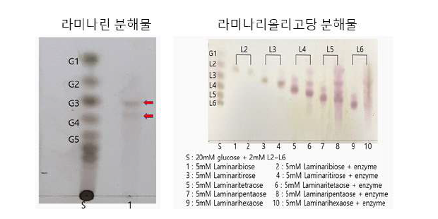 라미나린 분해효소를 이용한 라미나린 올리고당의 분석