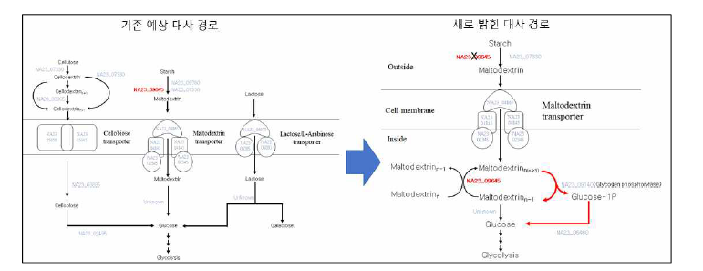 starch/maltose 대사 경로