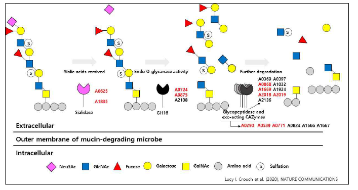 A. muciniphila의 뮤신 분해 메커니즘