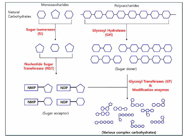 복합탄수화물을 합성하는 단계와 관여하는 효소들
