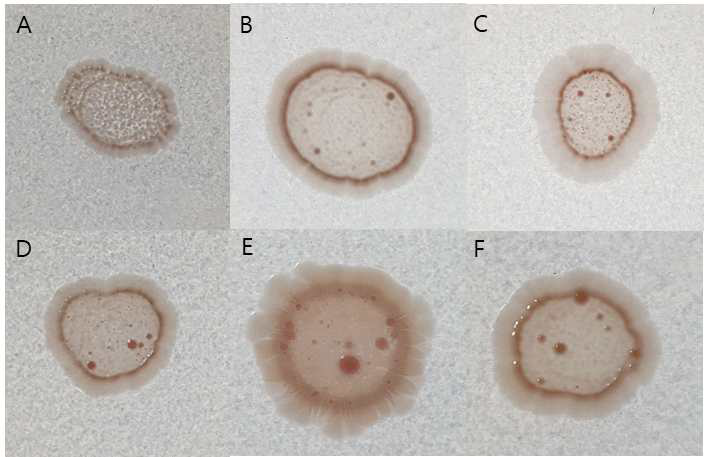 Congo red plate에서 배양한 gene knockout 균주의 colony morphology. A : Z. mobilis ZM4, B : ZAM3, C : ZAM5, D : ZM401, E : ZAM4, F : ZAM6