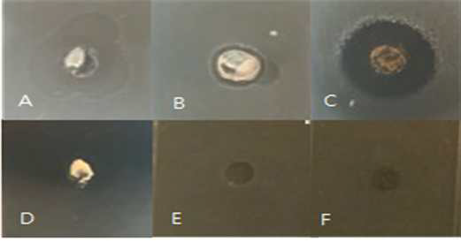 HPLC 분석을 통해 분리된 4가지 물질 스펙트럼 분석의 용매와 HPLC Retention time에 따른 항균활성 실험법(Vibrio anguillarum KCTC 2711)결과 A : EART_14.2624, B : EART_14.288, C : EART_14.2717, D :EART_14.232 E : Negative control A_water , F : Negative control B_hexane