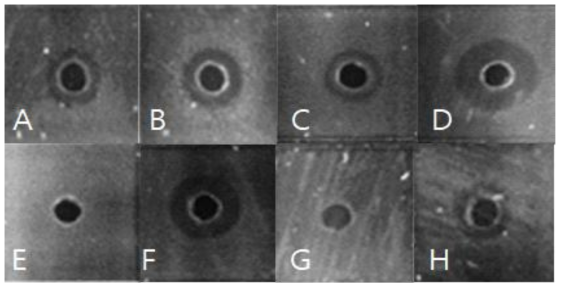 세균 섬유소 과발현 균주 및 phosphodiesterase knockout 균주의 항균력 실험 결과 (Vibrio anguilarum KCTC2711) A : ZM4 , B : ZM401, C : ZAM1, D : ZAM2, E : ZAM3, F : ZAM4 , G : ZAM5, H : ZAM6