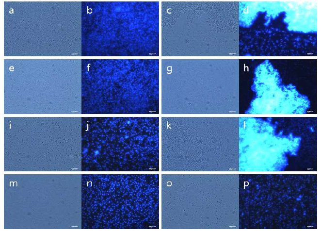 phosphodiesterase 결손균주의 calaofluor-white로 염색한 후 관측한 형광 현미경 이미 지. a, c, e, g, j, k, m, o: 광학 하 이미지; b, d, f, h, j, l, n, p: UV 하 이미지. 사용된 균주 별 a, b: ZM4; c, d: ZM401; e, f:ZAM1; g, h: ZAM2; i, j: ZAM3; k, l: ZAM4; m, n: ZAM5; o, p: ZAM6