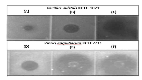 ZAM2의 배양여액 조추출물의 Bacillus subtilis 와 Vibrio anguillarum 에 대한 항균기능 URDA 결과. (A),(D) : negative control; (B),(E) : ethyl acetate extract; (C),(F) : butanol extract