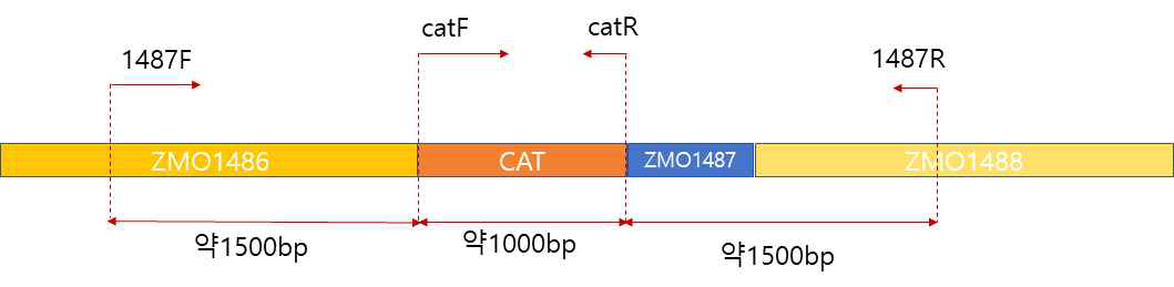 ZMO1487 knockout 균주의 유전자 서열 도식도