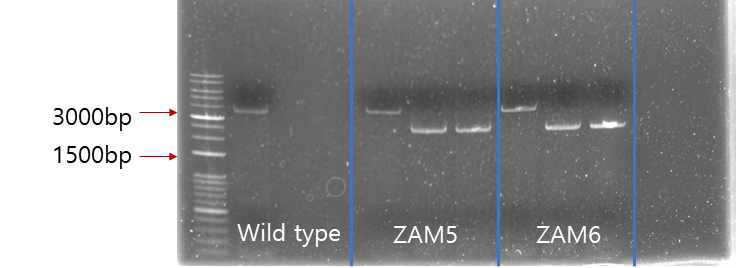 Wild type과 ZAM5, ZAM6의 genotype analysis. gene knockout에 이용한 cat primer와 ZM1487 primer를 조합하여 예상되는 size를 확인하였다