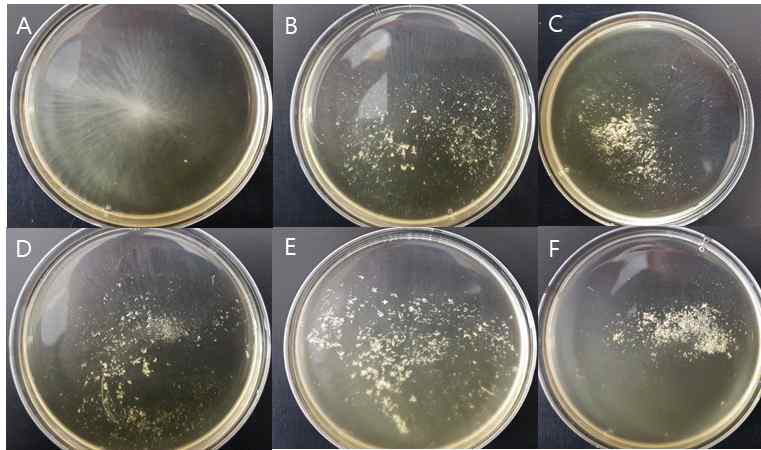 액체 배지에서 배양 시 gene knockout 균주의 응집 정도 비교 실험. A : Z. mobilis ZM4, B : ZAM3, C : ZAM5, D : ZM401, E : ZAM4, F : ZAM6