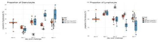 고농도 및 저농도의 RFAS1에 감염된 조피볼락 두신 백혈구의 granulocyte(좌), lymphocyte(우) 비율