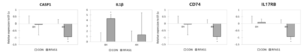RFAS1에 감염된 조피볼락 blood cell의 CASP1, IL1beta, CD74, IL17RB 발현 양상