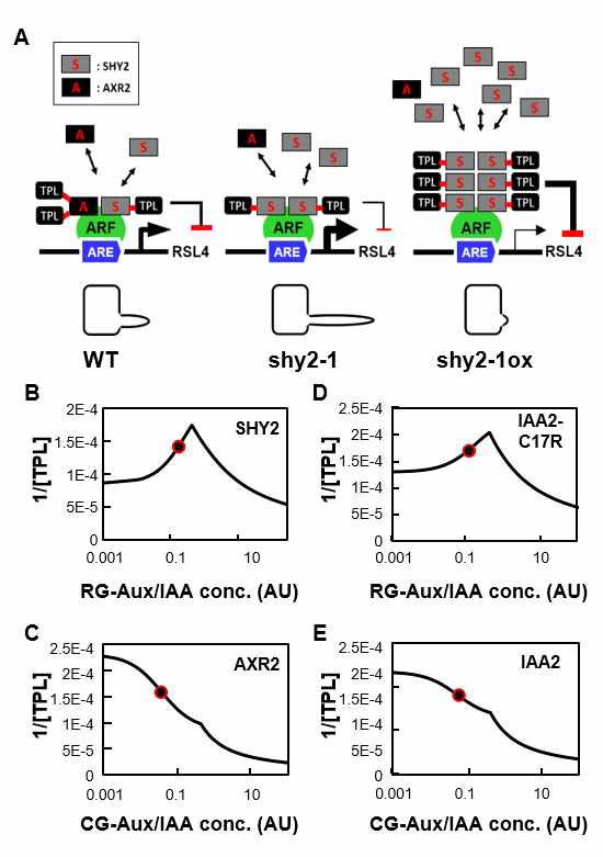 뿌리털 유전자와 생장에 대한 Aux/IAA의 농도 의존적 작용에 대한 모델(A)과 컴퓨터 시뮬레이션(B-E). 1/[TPL]은 Aux/IAA에 의해 소환되는 TPL 농도의 역수값으로 뿌리털 생장 정도를 의미한다