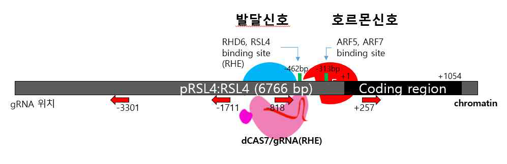 dCAS9/gRNA(RHE)를 이용한 RHS 유전자(RSL4) 조절 전사인자들의 동정 시스템. 다른 위치의 복합체 형 성을 고려하여 여러 위치의 gRNA가 사용되었다