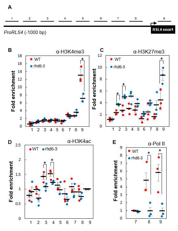 WT과 rhd6-3 돌연변이체에서 chromatin의 상태를 보여주는 ChIP 분석