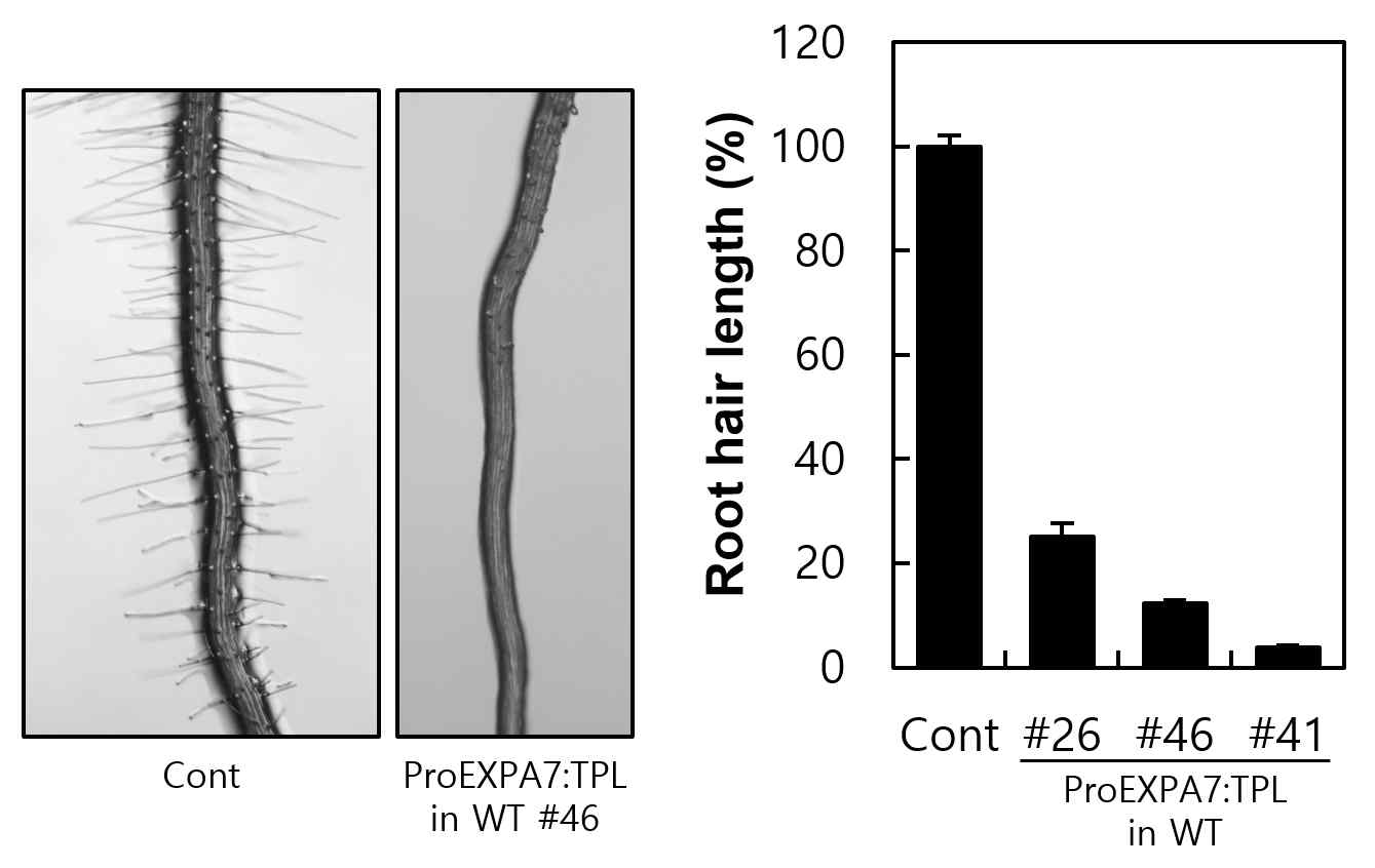 야생형 식물체에 TPL을 뿌리털 특이적으로 발 현시킨 형질전환체의 뿌리털 표현형. 대조군(Control, Cont)에 비하여 EXPANSIN A7 프로모터(ProEXPA7)로 TPL을 과발현 시킨 형질전환체의 뿌리털 길이가 약 25%나 그 이하로 짧은 표현형을 보였다