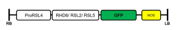 RHD6, RSL2, RSL5를 뿌리털 특이적으로 발현시키기 위한 클로닝 지도
