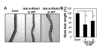 두 가지 유형의 IAA-A 전사억제 돌연변이 식물체 모 두 뿌리털 길이가 감소된 표현형을 나타냄